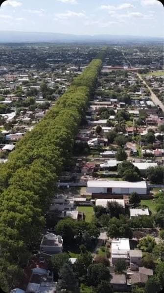 Vista aérea del túnel de plátanos de Colonia Caroya